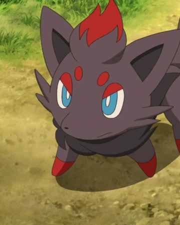 Zorua Ms013 Pokemon Wiki Fandom