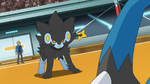 Volkner's Luxray appeared for the first time in The Fleeing Tower of Sunyshore!, where it battled Ash's Grotle during Ash's Gym challenge. However, the battle was called off due to Team Rocket terrorizing the city. During the rematch, Luxray battled with Pikachu and Infernape.