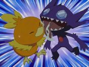 Sableye licks Torchic