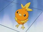 Nurse Joy's Torchic