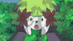 Shaymin (MS011), Pokémon Wiki