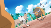They find a Lycanroc appearing out of nowhere