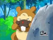 The injured Bidoof