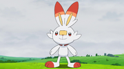 Goh Scorbunny