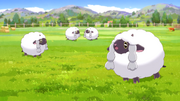 Milo Wooloo TW