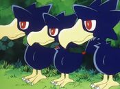 Murkrow come out