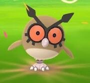 Hoothoot wild