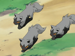 Old Man Obee is accompanied by three Poochyena.