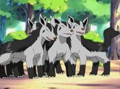 The Mightyena rejoice