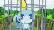 Sobble in a cage