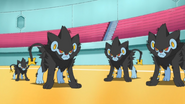 Volkner Luxray Double Team