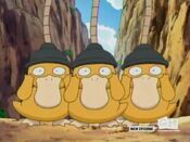 The Psyduck are getting dragged away