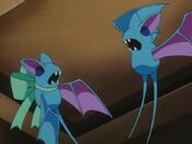 The Zubat meet each other