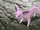 Virgil's Espeon