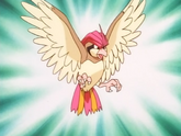 As Pidgeotto