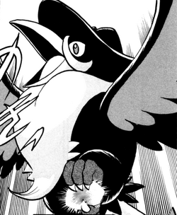 Clarissa S Honchkrow Pokefanon Fandom Clarissa S Honchkrow Pokefanon Fandom