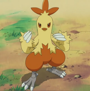 Edmund's Combusken