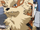 Holmes, Sage's Arcanine