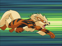 Kiawe's Arcanine