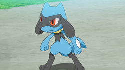 Riolu (Pokémon) - Bulbapedia, the community-driven Pokémon encyclopedia