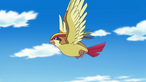 Pidgeot anime