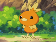 May’s Torchic