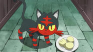 Litten glaring