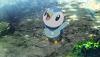 Verity's Piplup