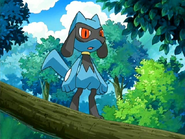 As a Riolu