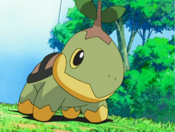 Turtwig, Rockman Pokémon Uni-Pedia Wiki