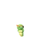 Caterpie