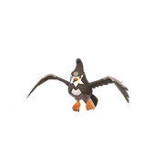 Staravia female