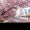 Location Background SpringBlossom2025