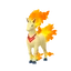 Rapidash candela