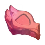 Crowned Shield Energy