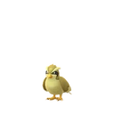 Pidgey