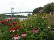 Pokémon GO Fest 2024 Nyc location.png (1.28 MB) Pokémon GO Fest 2024 Location