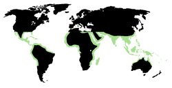 Corsola region