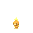 Torchic