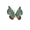 Vivillon