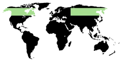 Pachirisu region