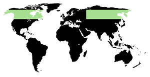 Pachirisu region.png