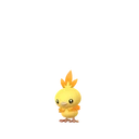 Torchic