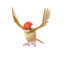 Pidgeotto
