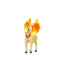 Ponyta