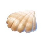 Coquille tropicale de souvenir