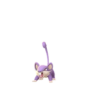 Rattata female