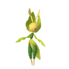 Leavanny