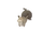 Skwovet