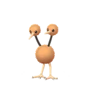 Doduo